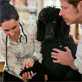 A poodle gets his paw checked